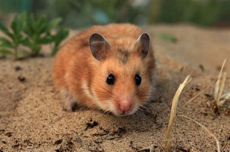 suriye hamster ömrü